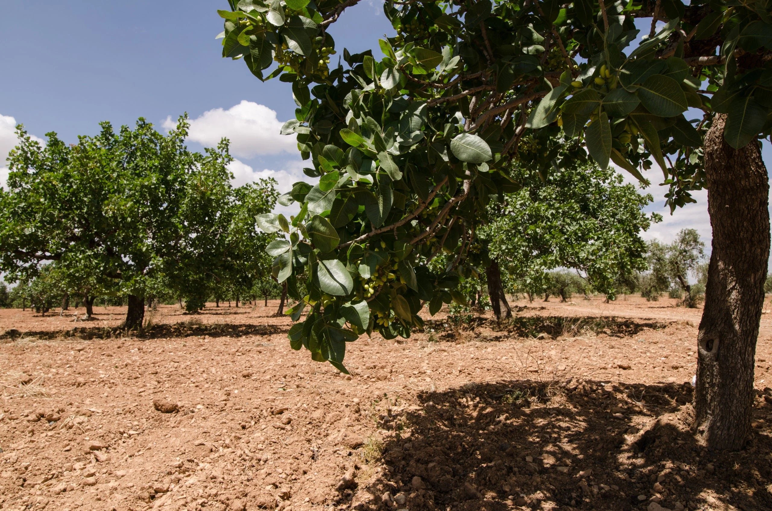 Продуктивность фисташкового дерева, период сбора урожая и климатические условия