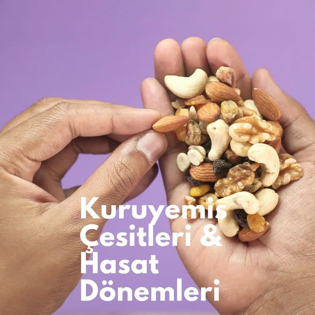 Kuruyemiş