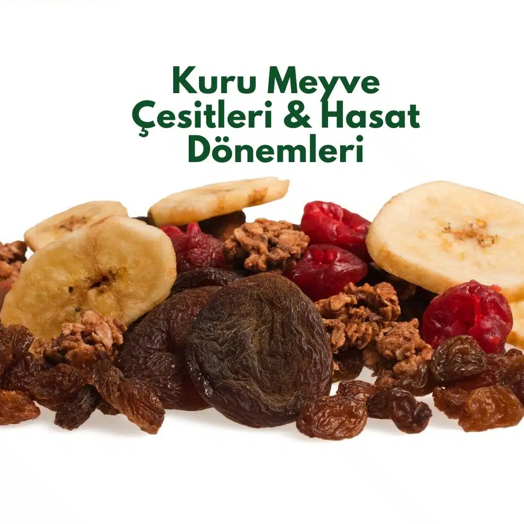 Kuru Meyve
